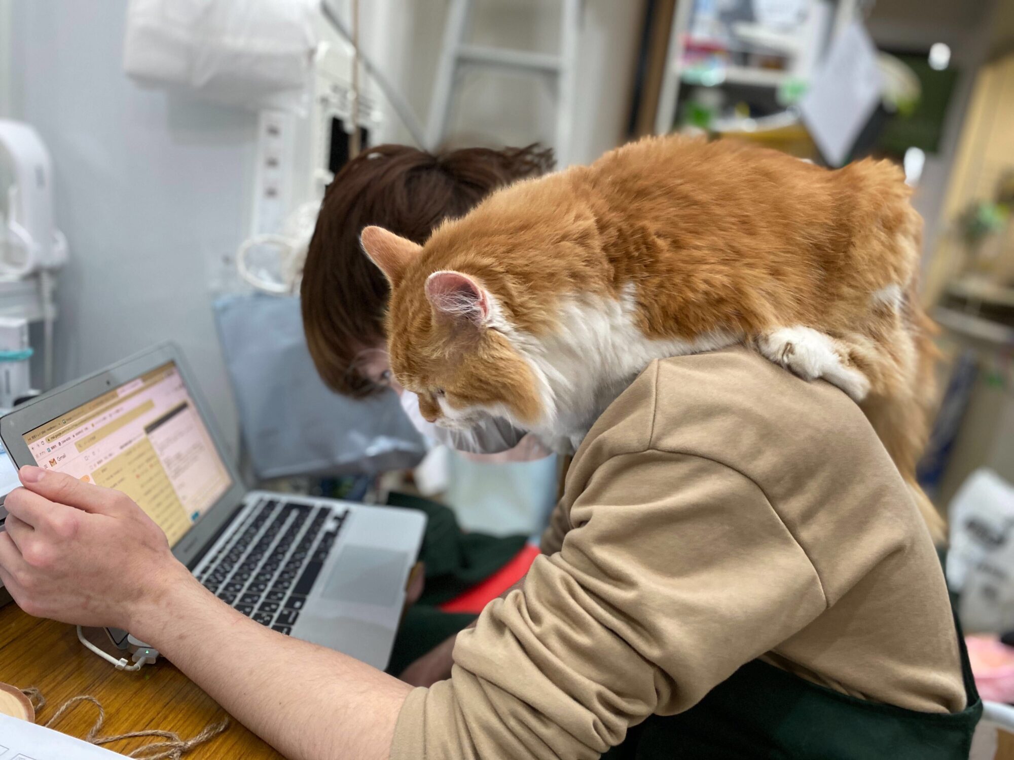 保護猫のいるオフィス、猫カフェ……人にも猫に優しい運営方法